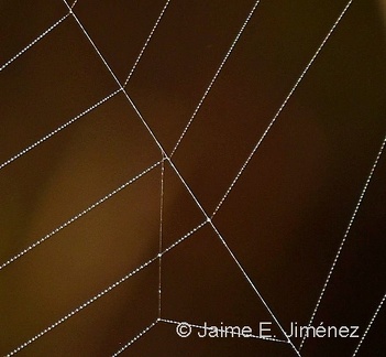 Dew Spider Web