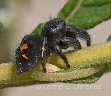 Jumping Spider female
