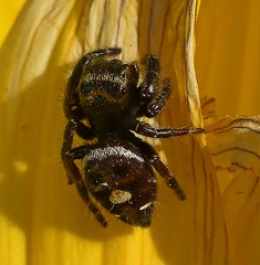 Jumping Spider male
