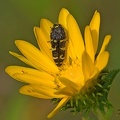 Buprestidae_Acmaeodera_sp._Clear_Creek_TX.jpg