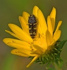 Buprestidae (Metalic Wood-boring Beetles)