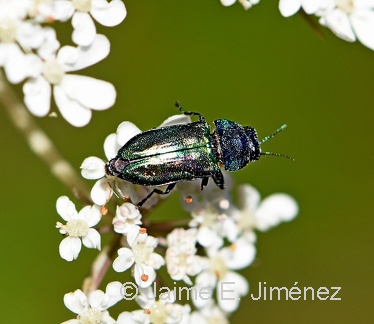 Jewel Beetle Temuco Chile