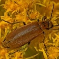 Soldier_Beetle_Cantharidae_Clear_Creek_TX.jpg