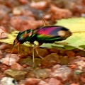 Carolina Tiger Beetle