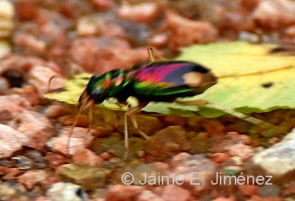 Carolina Tiger Beetle