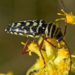 Cerambycidae (Longhorn Beetles)