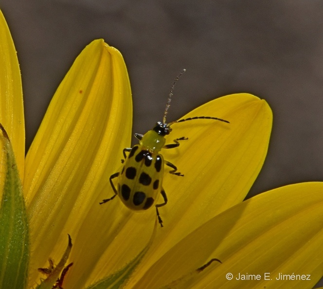 Spotted_Cucumber_Beetle_Diabrotica_sp._LLELA_TX.jpg
