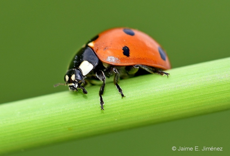 Seven-spoted_Ladybug_Coccinella_septempunctata_LLELA_TX.jpg