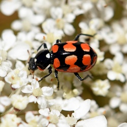 Coccinellidae (Lady Beetles)
