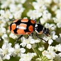 Chilean Lady Beetle