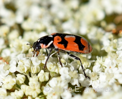 Chilean Lady Beetle