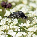 Tumbling_Flower_Beetle_Mordellidae_Temuco_Chile.jpg