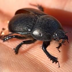 Scarabaeidae (Scarab Beetles)