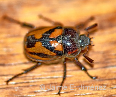 Scabid Beetle