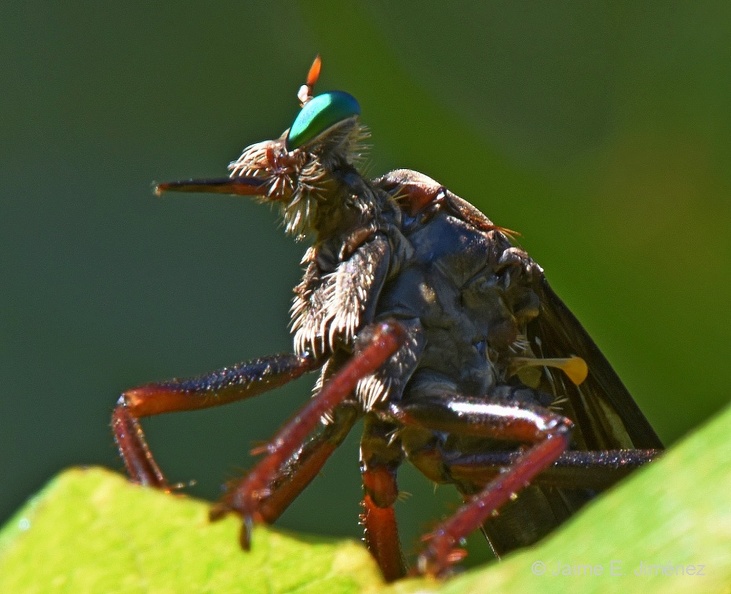 Giant Green-eyed Robber Fly