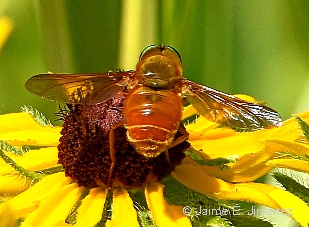 Bee_Fly_Bombyliidae_LLELA_TX.jpg