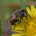Common Drone Fly