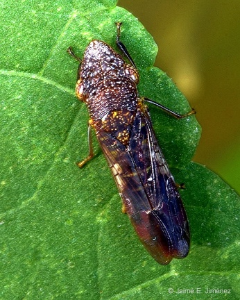 Leafhopper Homoptera Denton TX