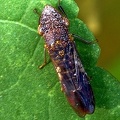Leafhopper Homoptera Denton TX