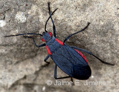 Red-Shouldered Bug
