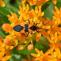 Large_Milkweed_Bug_Oncopeltus_fasciatus_BRIT_TX_2.jpg