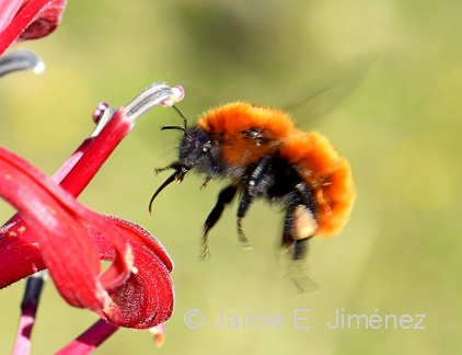 Orange Bumblebee
