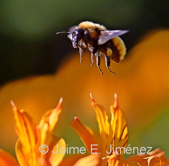 Orange Bumblebee female