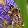Golden_Northern_Bumblebee_Bombus_fervidus_LLELA_TX.jpg