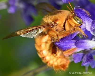 Golden Carpenter Bee male