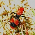 Common Eastern Velvet Ant