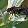 Black Wasp
