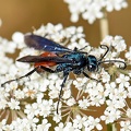 Spider_Wasp_Pompilidae_Temuco_Chile.jpg