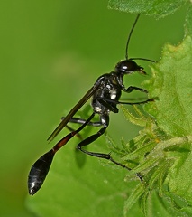 Wasp Black Mud 