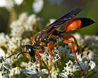 Hymenoptera (Wasps, Bees, Ants)