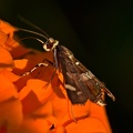 Hawaiian Beet Webworm Moth