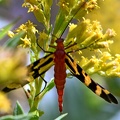 Wasp_Moth_Lepidoptera_Clear_Creek_TX.jpg