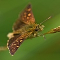 Hesperiid Buttlerfly