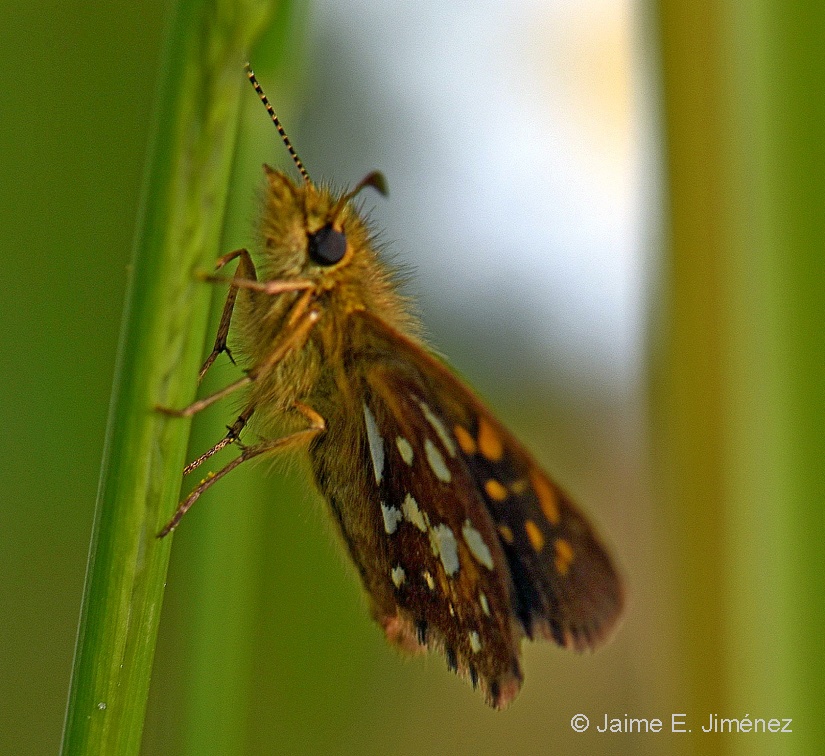 Hesperiid Buttlerfly