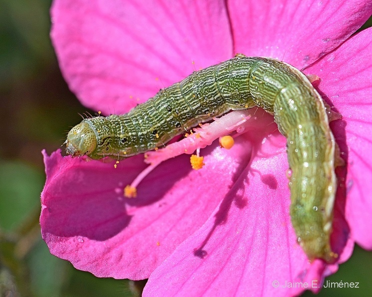 Lepidoptera larva
