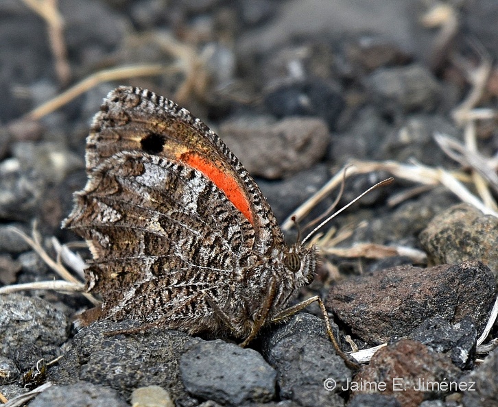 Satyrid_Butterfly_Auca_coctei_Pucon_Chile.jpg