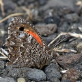 Satyrid_Butterfly_Auca_coctei_Pucon_Chile.jpg