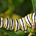 Monarch_Butterfly_Larva_Danaus_plexippus.jpg_Clear_Creek_TX_2.jpg