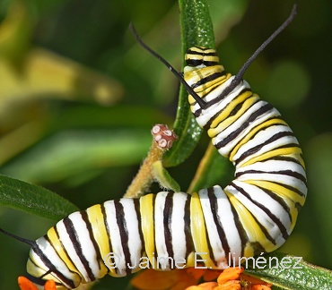 Monarch Butterfly larva