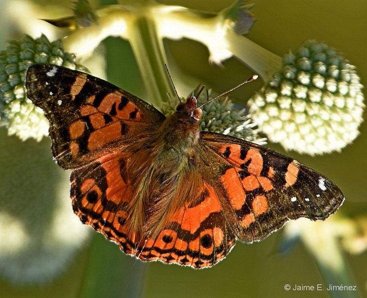 Painted_Lady_Vanessa_terpsichore_Curinanco_Chile_2.jpg