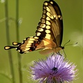 Giant_Swallowtail_Papilio_cresphontes_LLELA_TX_4.jpg