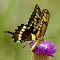Giant_Swallowtail_Papilio_cresphontes_LLELA_TX_7.jpg