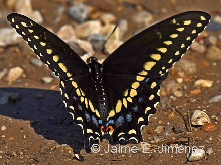 Eastern Black-colored Swallowtail