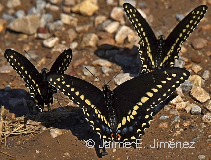 Eastern Black-colored Swallowtails