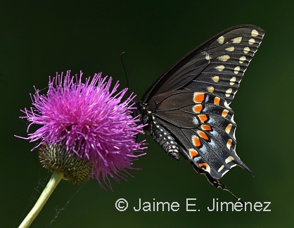 Eastern Black-colored Swallowtail