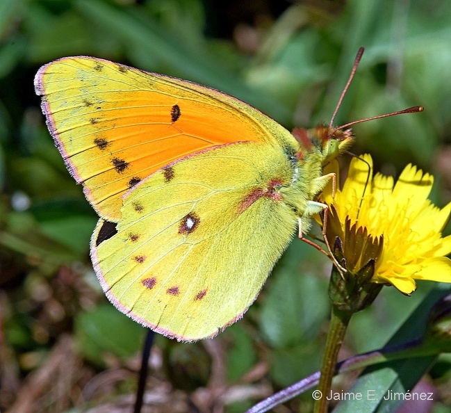 Clover_Butterfly_male_Colias_vauthieri_Osorno_Chile.jpg